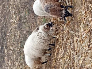 Vand berbec - imagine 2