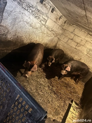 vand porc Duroc - imagine 3