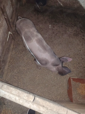 Vand scrofita pietrean belgian pur de 40-50 kg