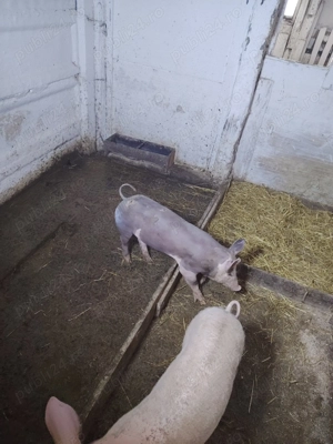 Vand scrofita pietrean belgian pur de 40-50 kg - imagine 3