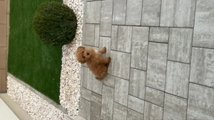 Pudel toy adorabil de vanzare 