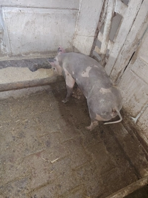 Vand scrofita pietrean belgian pur de 40-50 kg - imagine 2