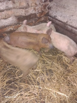 De vanzare in vistea de sus