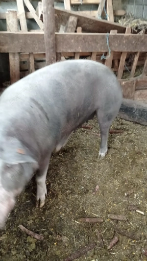 Porci de tăiat  - imagine 3