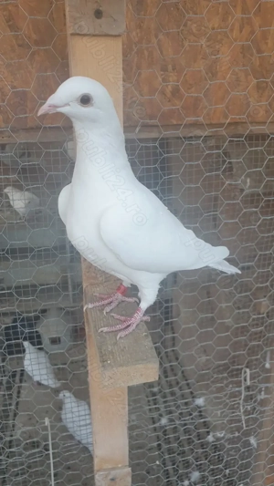 Ocazie! Vand 3 femele voiajor albe curat 2025 si un mascul voiajor alb curat 2023! - imagine 3