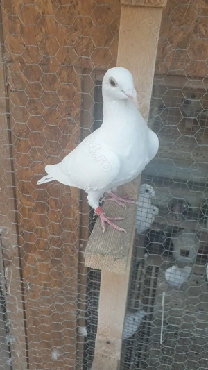 Ocazie! Vand 3 femele voiajor albe curat 2025 si un mascul voiajor alb curat 2023! - imagine 2