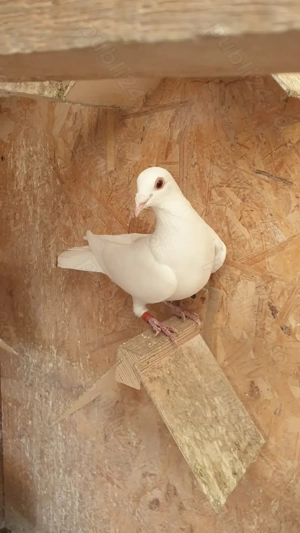 Ocazie! Vand 3 femele voiajor albe curat 2025 si un mascul voiajor alb curat 2023! - imagine 5