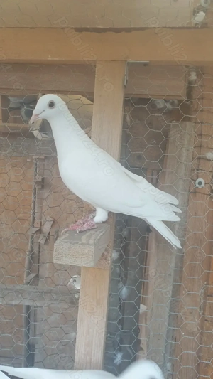 Ocazie! Vand 3 femele voiajor albe curat 2025 si un mascul voiajor alb curat 2023!