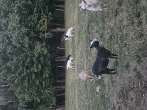 6 caprite tinere de 2 ani si 1 an si 1 tap - imagine 2