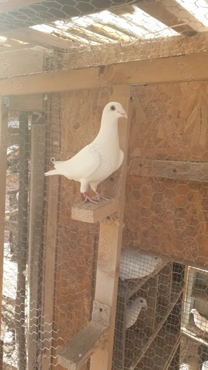 Ocazie! Vand 3 femele voiajor albe curat 2025 si un mascul voiajor alb curat 2023! - imagine 4