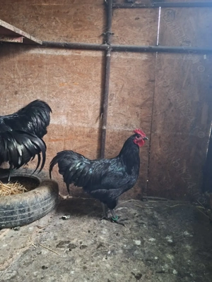 Vând cocosi din rasa australorp  - imagine 2