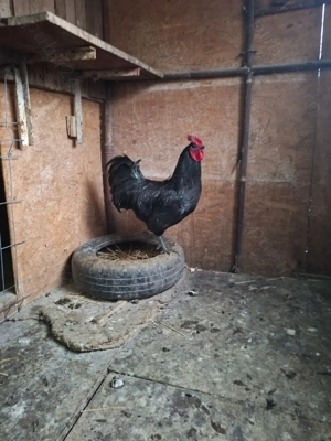 Vând cocosi din rasa australorp 