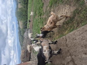 6 caprite tinere de 2 ani si 1 an si 1 tap - imagine 3