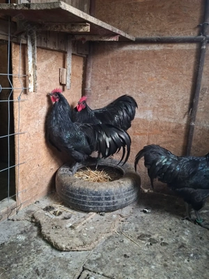 Vând cocosi din rasa australorp  - imagine 3