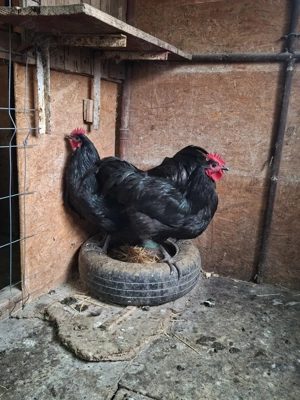 Vând cocosi din rasa australorp  - imagine 5