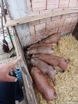 Vând purcei duroc 