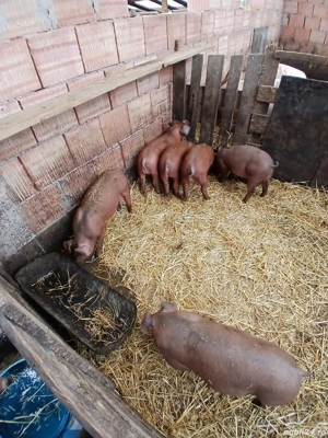 Vând purcei duroc  - imagine 2