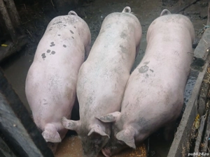 vand porci de carne  - imagine 3