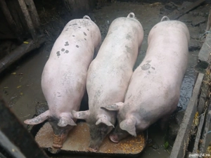 vand porci de carne  - imagine 4