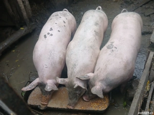 vand porci de carne  - imagine 2