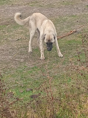 Cățeaua kangal vând sau schimb pe oi - imagine 2