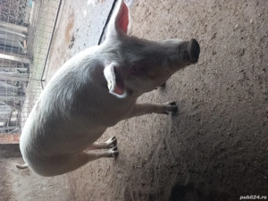 vind porc - imagine 3