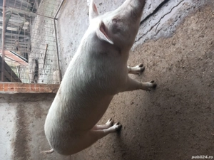 vind porc - imagine 2