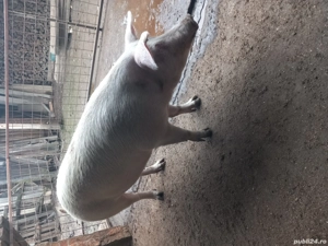 vind porc - imagine 4