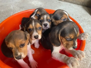 Catei beagle tricolor 