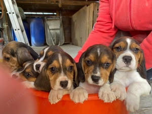 Catei beagle tricolor  - imagine 2