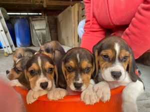 Catei beagle tricolor  - imagine 3