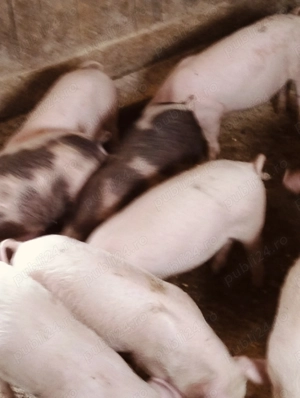 Purcei de 11 săptămâni  - imagine 2