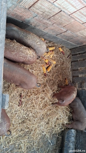 Vând purcei duroc  - imagine 3