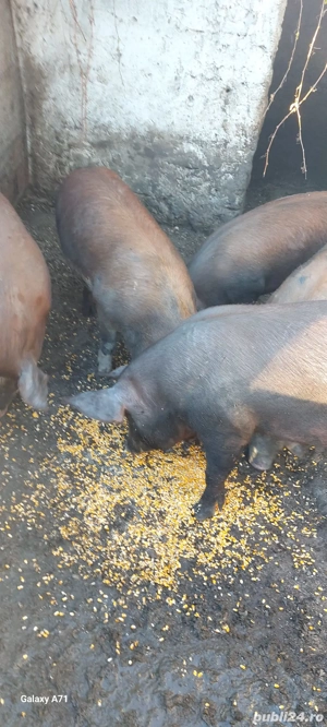 Vand porci de Craciun! - imagine 3