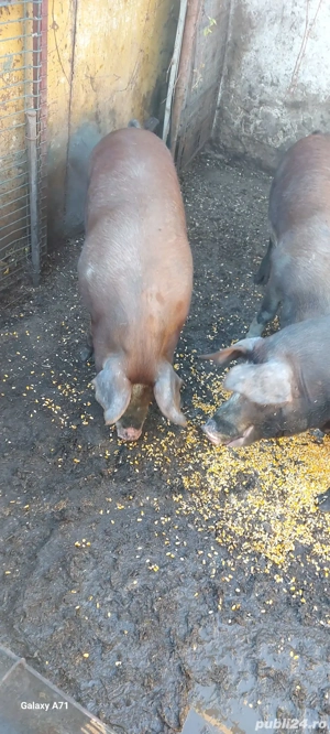 Vand porci de Craciun! - imagine 5