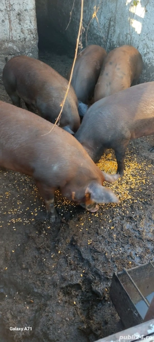 Vand porci de Craciun!