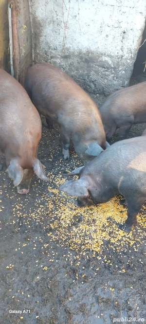 Vand porci de Craciun! - imagine 4