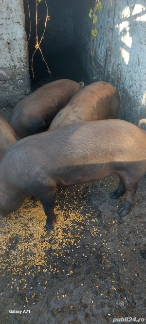 Vand porci de Craciun! - imagine 2