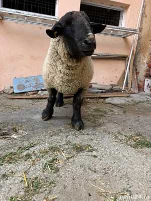 vand berbec suffolk linie englezească - imagine 3