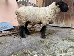 vand berbec suffolk linie englezească