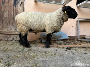 vand berbec suffolk linie englezească - imagine 2