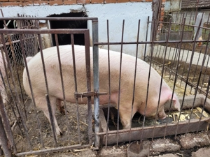 Vând scroafă circa 200 kg
