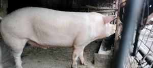 Vând porc de 280 kg