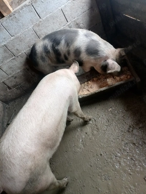 Porci de vanzare 