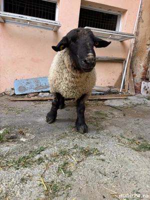 vand berbec suffolk linie englezească - imagine 4