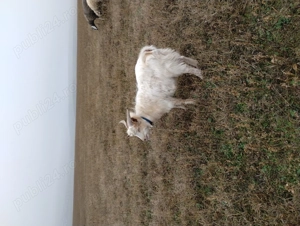 Vând țap pentru sacrificare  - imagine 2