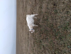 Vând țap pentru sacrificare  - imagine 3