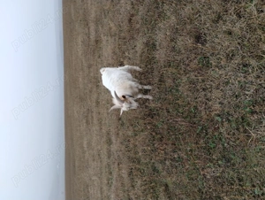 Vând țap pentru sacrificare  - imagine 4