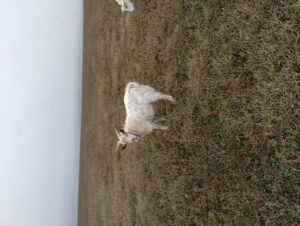 Vând țap pentru sacrificare  - imagine 5