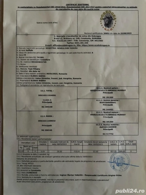 vand berbec suffolk linie englezească - imagine 5